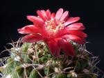 Gymnocalycium tillianum (Samen)